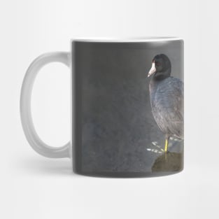 Red Eyed American Coot Mug